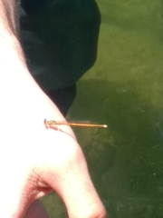 Platycnemis acutipennis