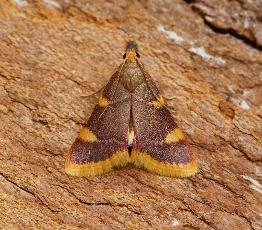 Clover Hayworm Moth