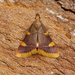 Clover Hayworm Moth - Photo (c) Ben Sale, some rights reserved (CC BY)
