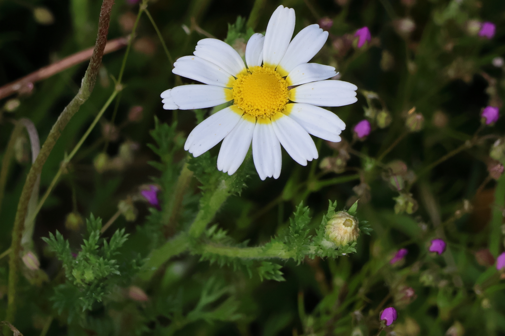 Cladanthus mixtus