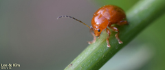 Argopus