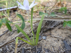 Freesia laxa azurea