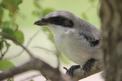 Lanius ludovicianus
