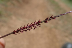 Microchloa caffra