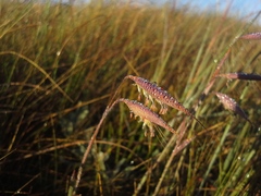 Monocymbium ceresiiforme