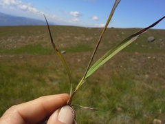 Monocymbium ceresiiforme