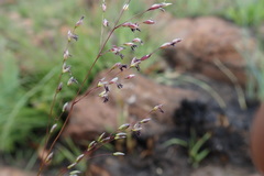 Adenochloa ecklonii
