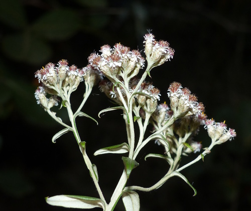 Tenrhynea phylicifolia (DC.) Hilliard & B.L.Burtt