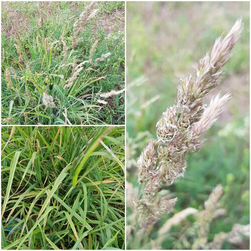 slimstem reedgrass (Calamagrostis stricta)