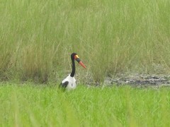 Ephippiorhynchus senegalensis