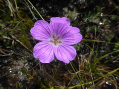 Geranium drakensbergensis