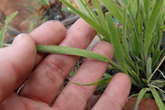 Adenochloa ecklonii