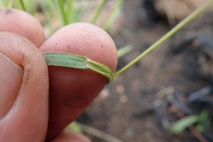 Adenochloa ecklonii
