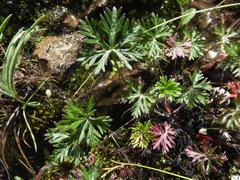 Geranium drakensbergensis
