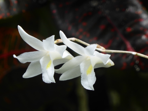 Dendrobium crumenatum