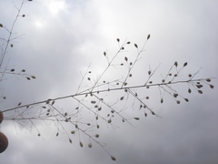 Trichanthecium natalense