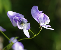 Aconitum fischeri