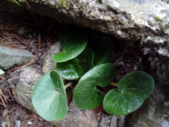 Asarum europaeum europaeum