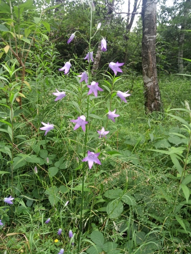 Campanula rapunculus iNat (3)