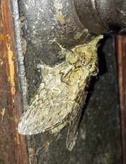 Peridea anceps