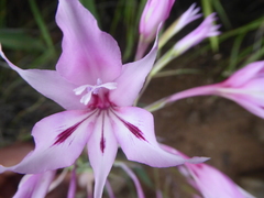 Gladiolus microcarpus