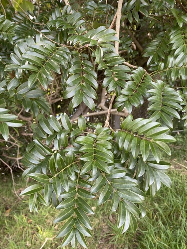 Austrocallerya australis observed 2024-06-20