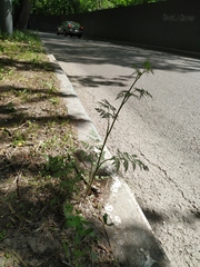 Chaerophyllum prescottii