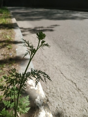 Chaerophyllum prescottii