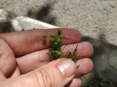 Chaerophyllum prescottii