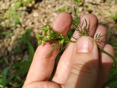 Chaerophyllum prescottii