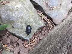 Ablattaria laevigata