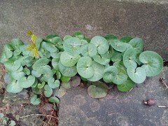 Asarum europaeum europaeum