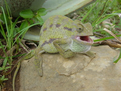 Spurless Basilisk Chameleon photo 1