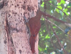 Dendrexetastes rufigula