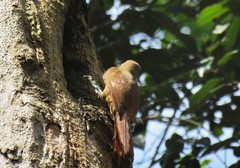 Dendrexetastes rufigula