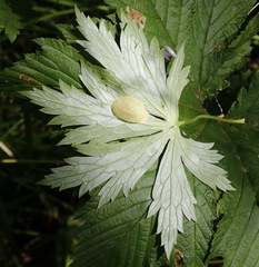 Aconitum fischeri