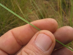 Trichanthecium natalense