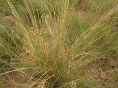 Trichanthecium natalense