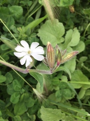 Silene latifolia