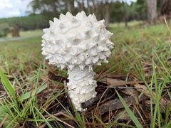 Amanita pyramidifera