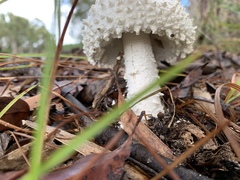 Amanita pyramidifera