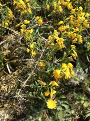 Genista anglica