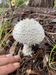 Amanita pyramidifera