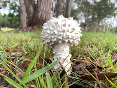 Amanita pyramidifera