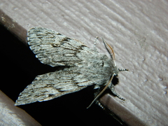 Brachionycha borealis