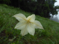 Gladiolus longicollis