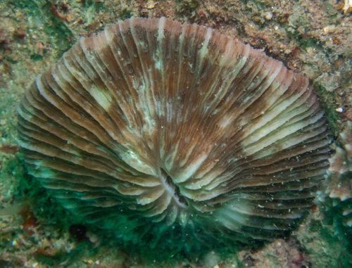mushroom coral