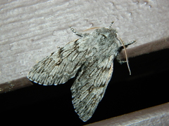 Brachionycha borealis