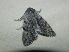 Brachionycha borealis