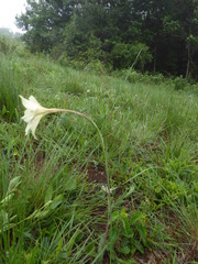 Gladiolus longicollis